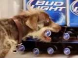 Budlight - Rettungshund Wego